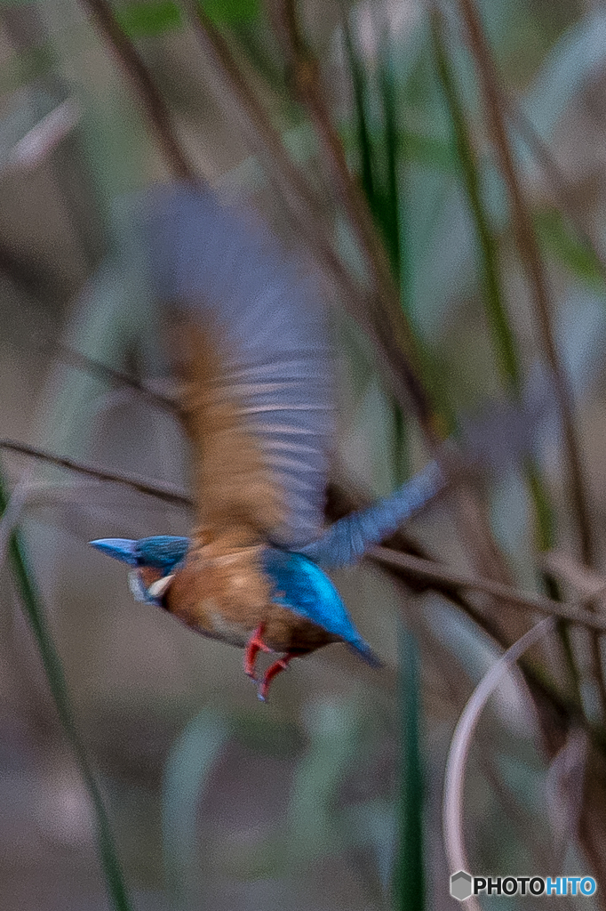 いつもの公園「カワセミ」諸景色（４）