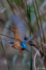 いつもの公園「カワセミ」諸景色（４）