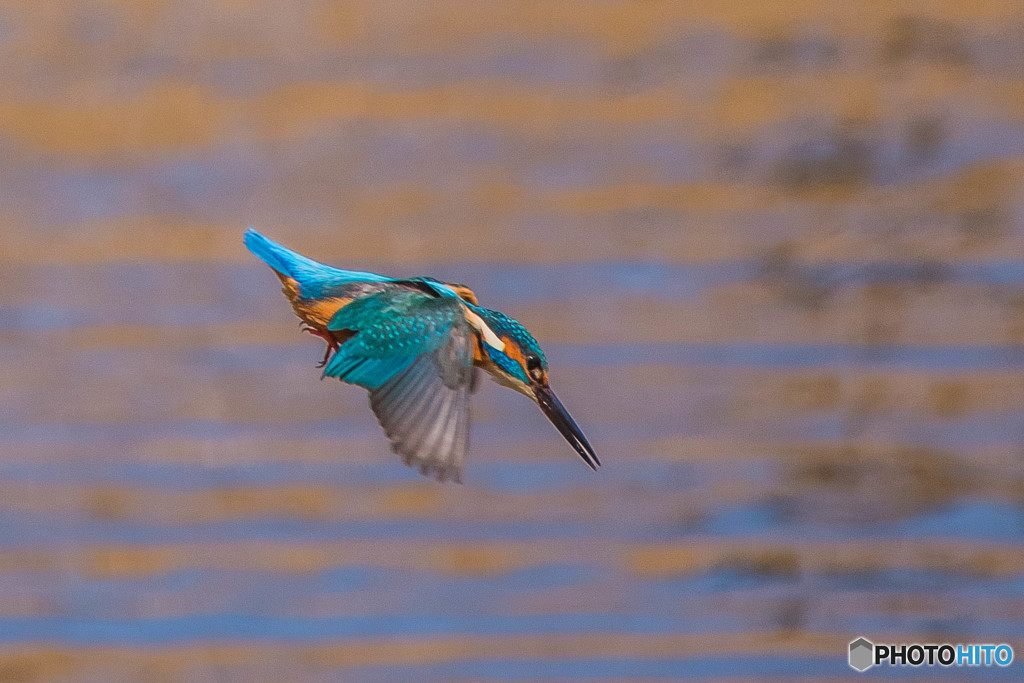 いつもの公園「美しき翼」（カワセミ）（３）
