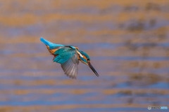 いつもの公園「美しき翼」（カワセミ）（３）