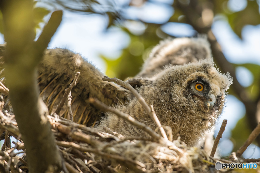 トラフズクにぎやか（10）