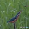 いつもの公園「赤とんぼ」