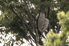 カラス林のオオタカの木（２）