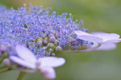 初夏、紫陽花（２）　５－２「華」