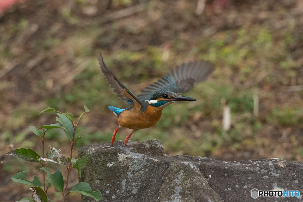 翡翠日和（３）