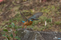 翡翠日和（３）