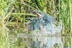 いつもの公園「チャレンジ」