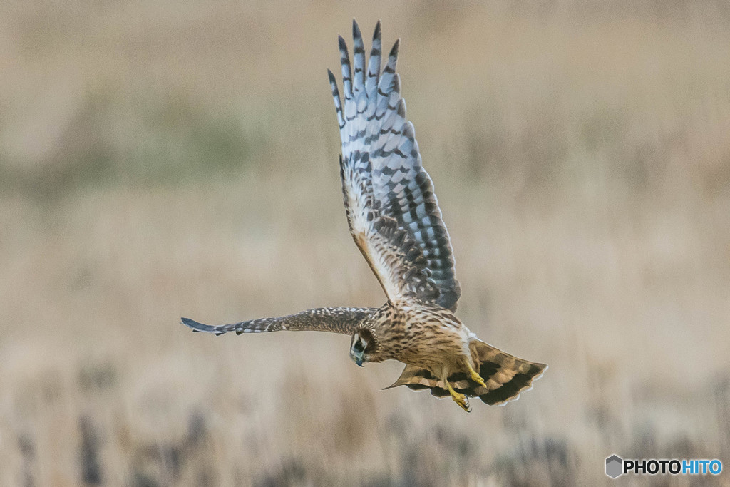 ハンティングフィールド（ハイメス）（５）