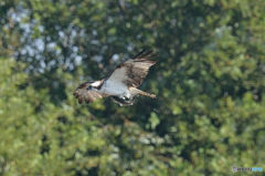 ミサゴ来る「急進」