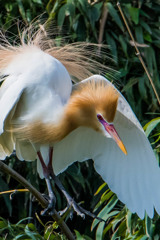 赤い目（アマサギ）