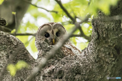 杜の人「キュ～ト」（フクロウ）（９）