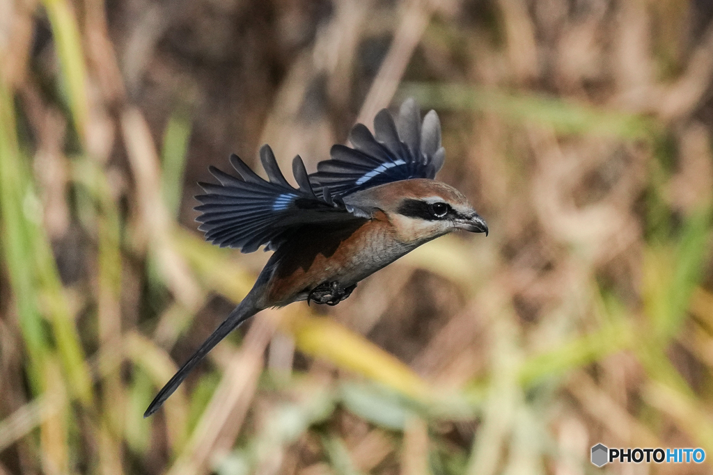 いつもの公園「天敵」