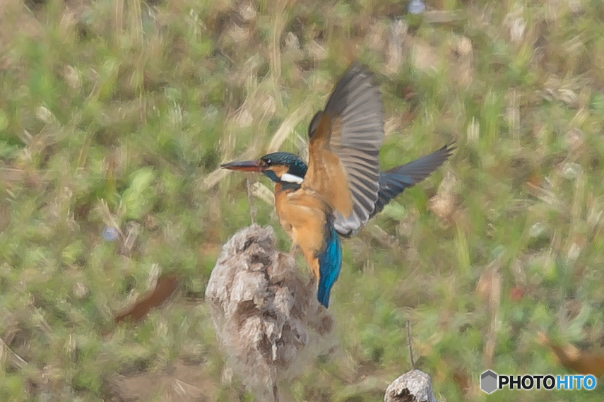 いつもの公園「カワセミ三葉」（１）