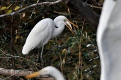 いつもの公園久しぶり５－４「ダイサギ」