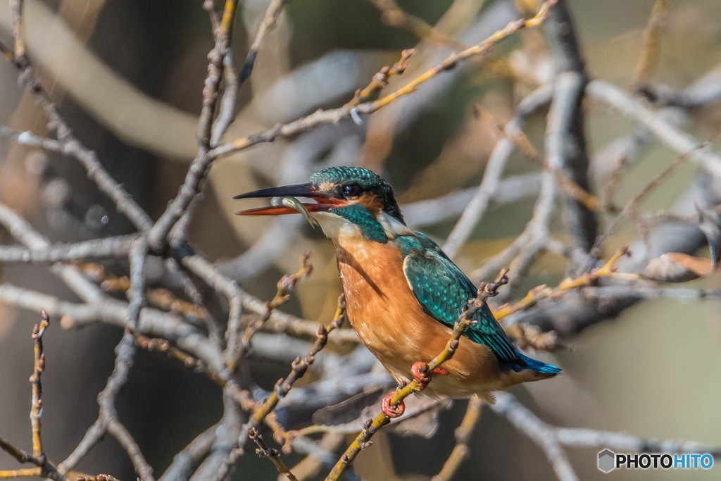 初冬修景池、翡翠（４）