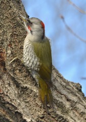 隣町の公園　「アオゲラ」（５）