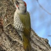 隣町の公園　「アオゲラ」（５）