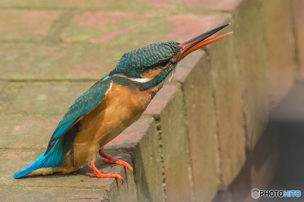 いつもの公園「カワセミ日記（６）」