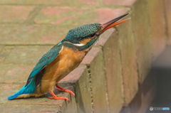いつもの公園「カワセミ日記（６）」