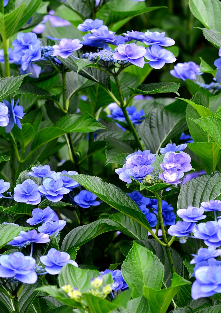 あじさい公園「律花」