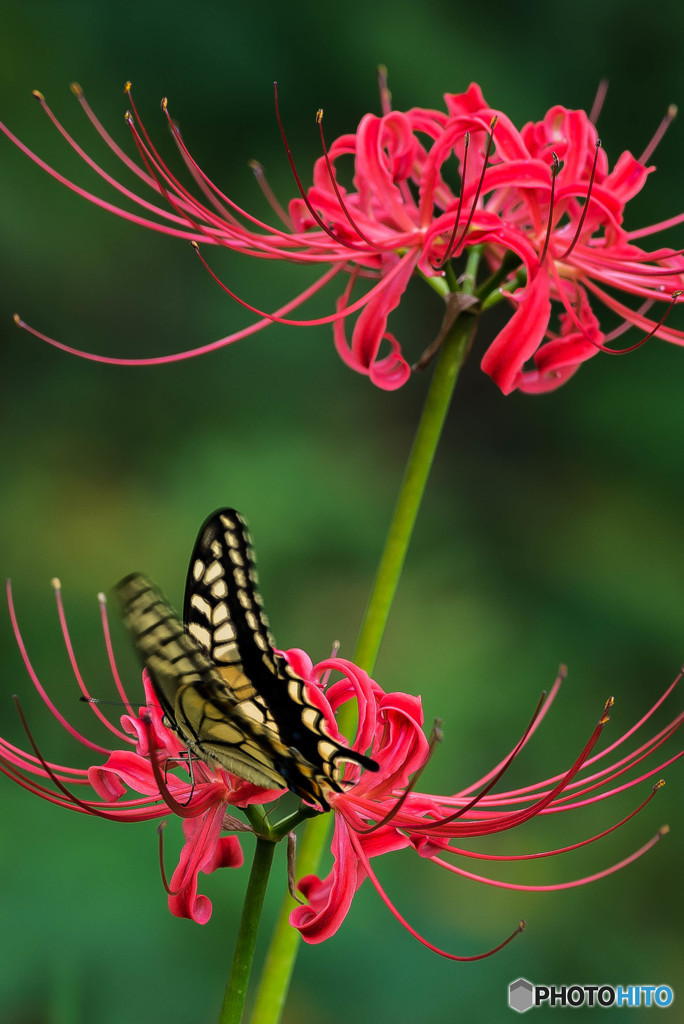 秋、曼殊沙華（５）