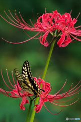 秋、曼殊沙華（５）