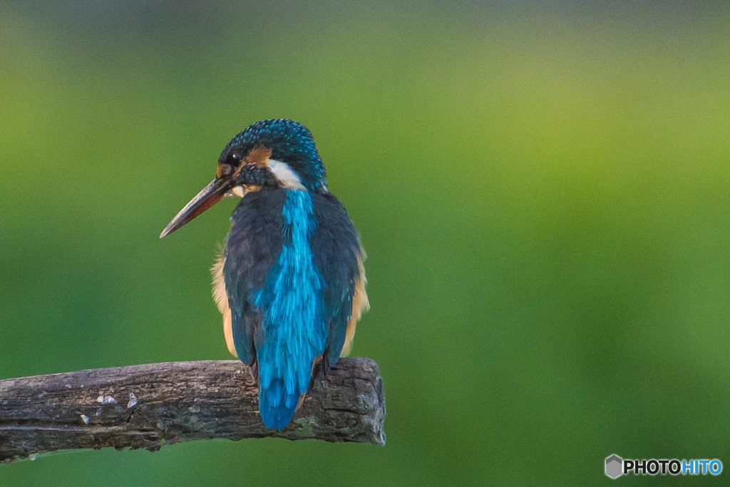 いつもの公園「カワセミブルー」（２）