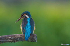 いつもの公園「カワセミブルー」（２）