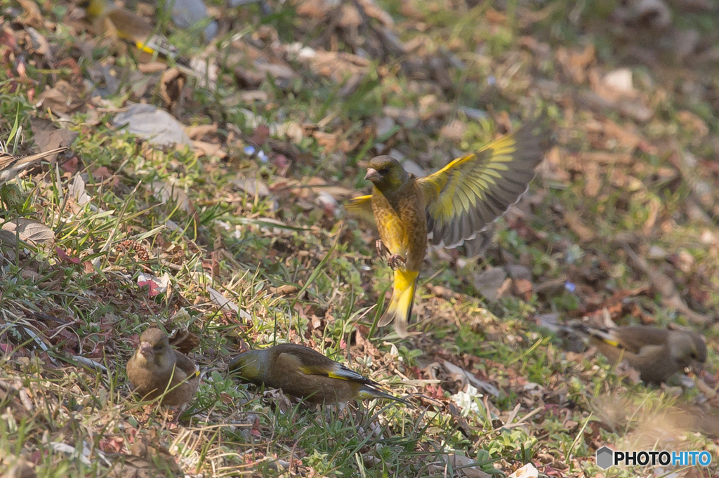 いつもの公園　カワラヒワ三景（２）