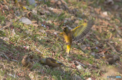 いつもの公園　カワラヒワ三景（２）