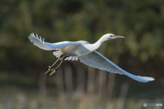 いつもの公園「コサギ飛来」(1) いつもの公園「コサギ飛来」(1)