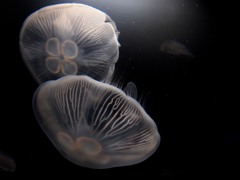 神秘なるクラゲ　５－４「深淵なる動き」