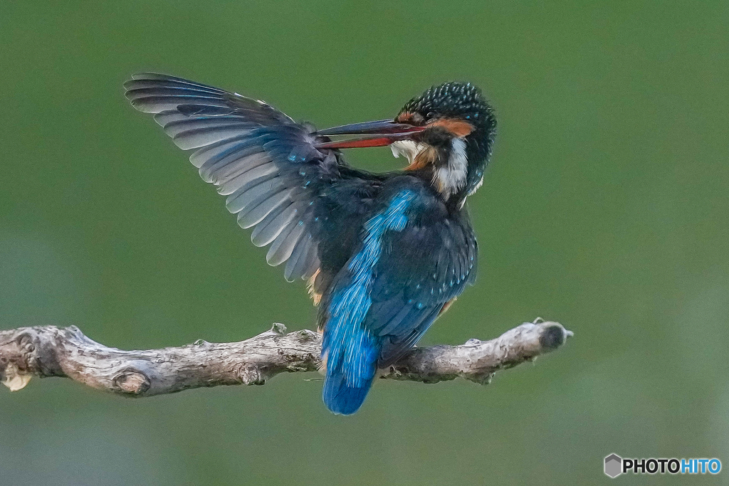 いつもの公園「翼自慢」