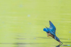 いつもの公園「スミイチ、ピンボケ」（カワセミ）