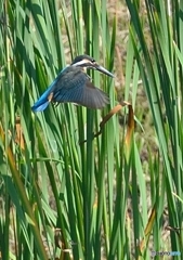 いつもの公園　「カワセミ、ホバホバ」（３）