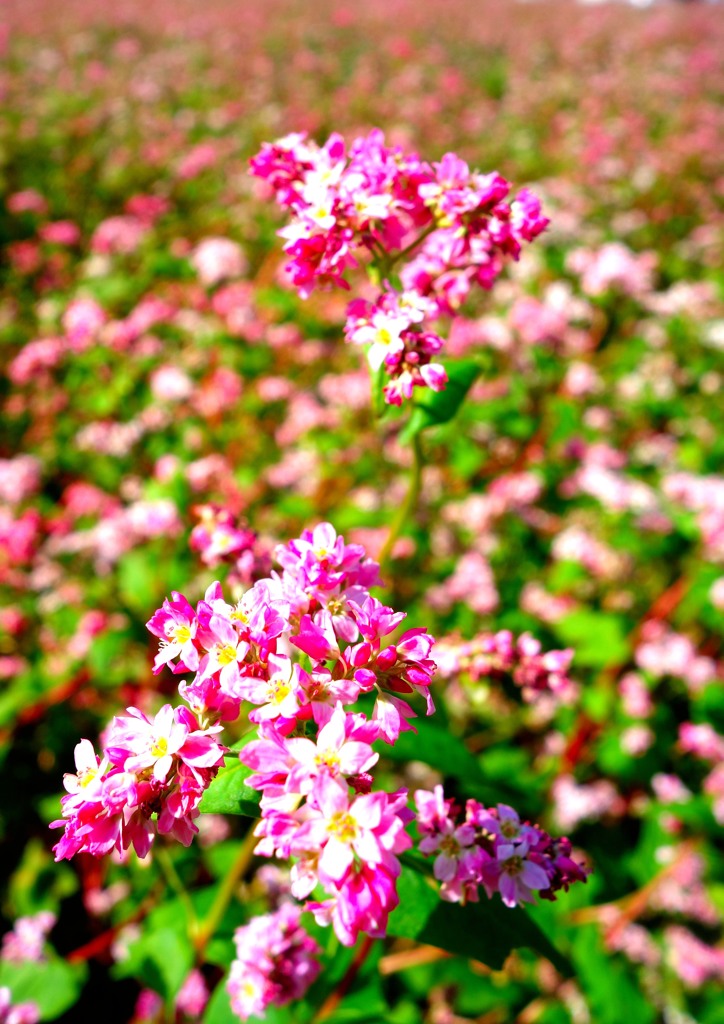 赤花蕎麦２－２「赤花蕎麦畑」