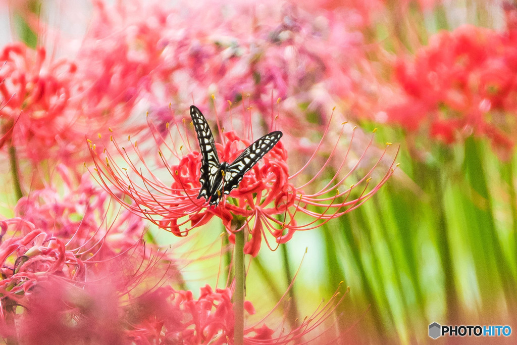 いつもの公園、名残の曼殊沙華「アゲハ舞う」（１）