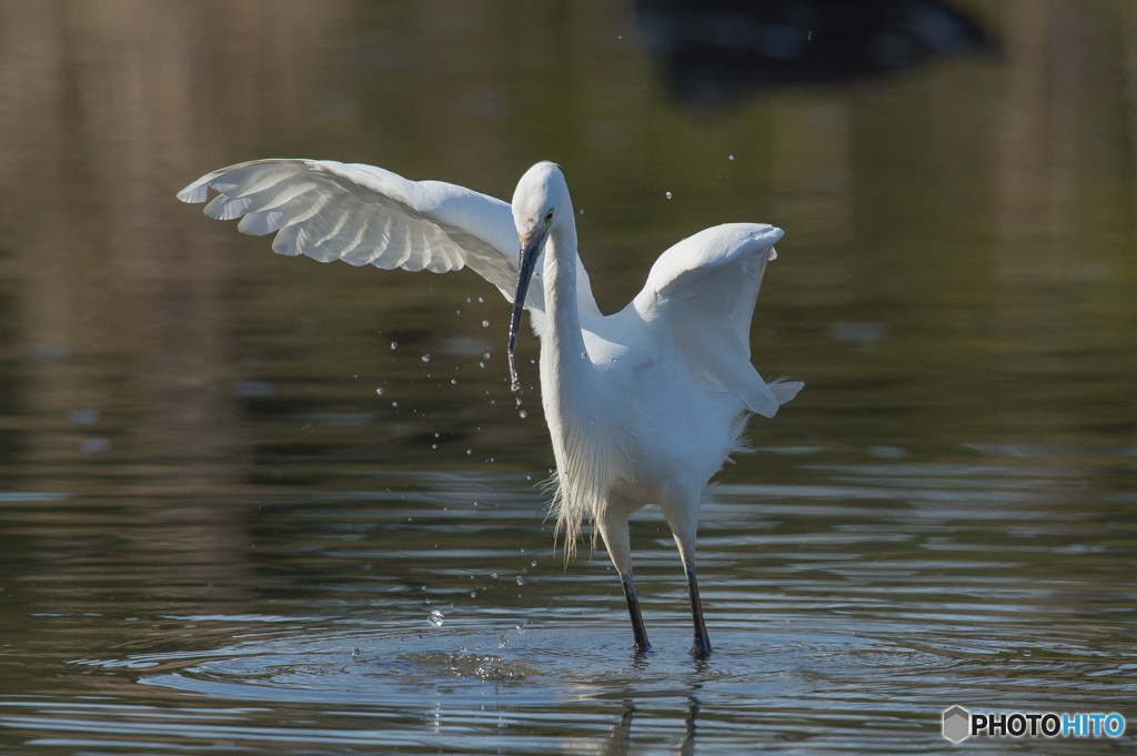 いつもの公園「コサギ飛来」（４）