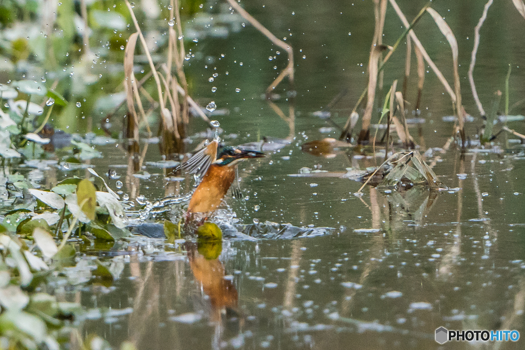 いつもの公園「水際」