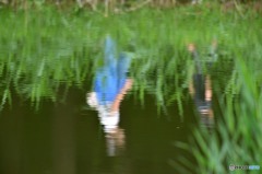 夏休み　「お散歩行こうか」