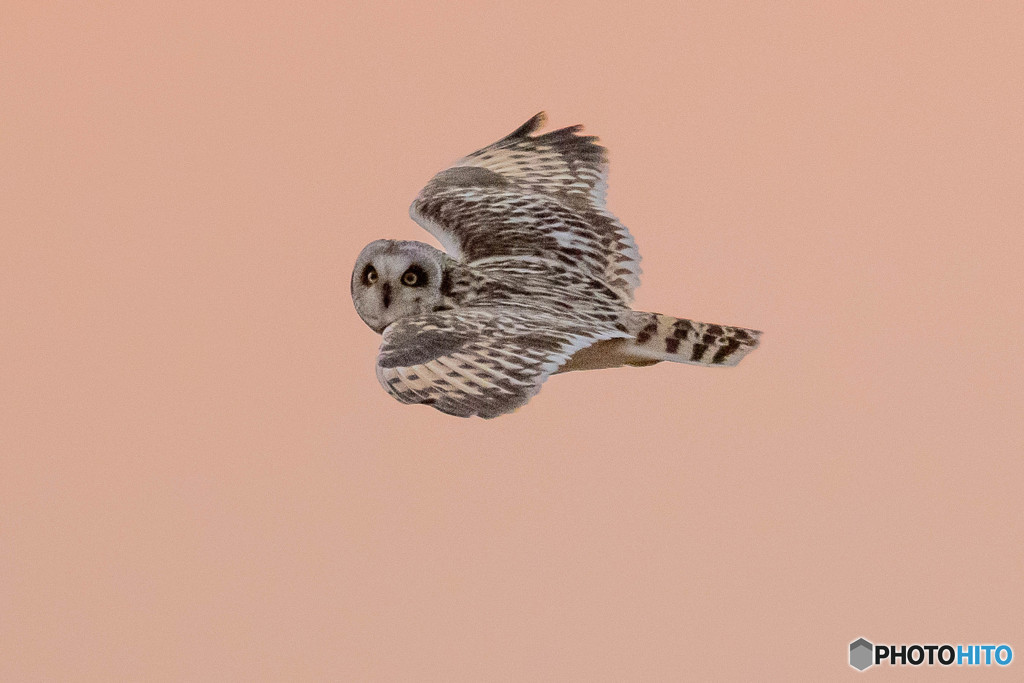 「宵闇コミミ（ISO6400)パタパタ」（３）