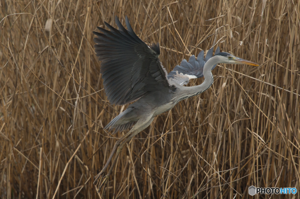 いつもの公園　アオサギ五態（５）