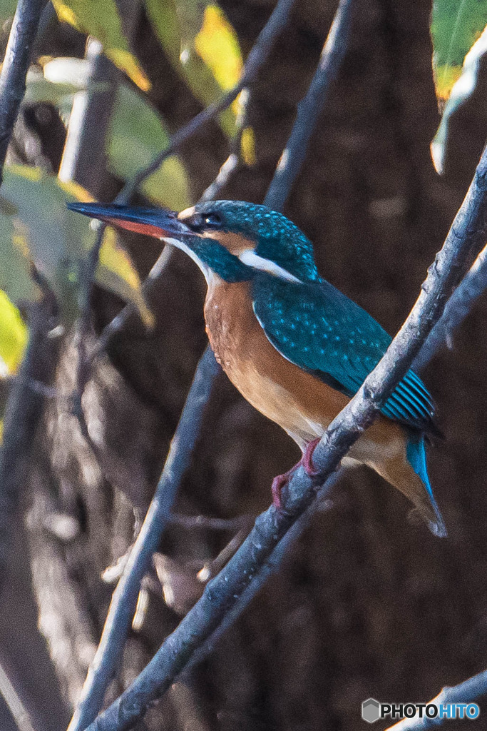 隣り町の道の駅「新池開拓」（２）