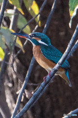 隣り町の道の駅「新池開拓」（２）
