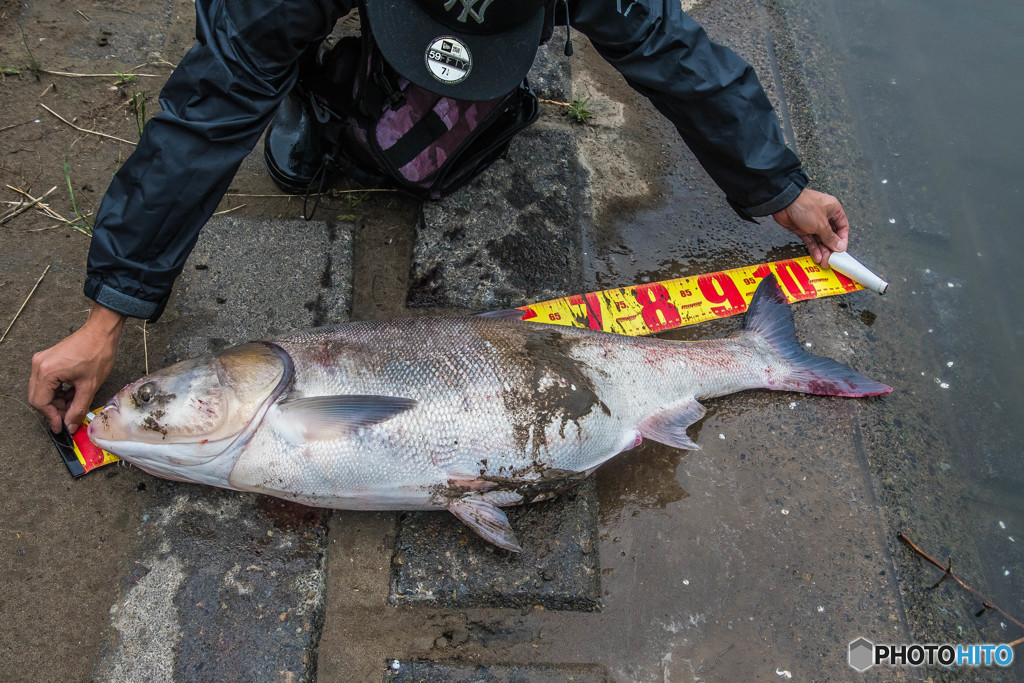 １０５センチ、３０キロ（ハクレン）（３）