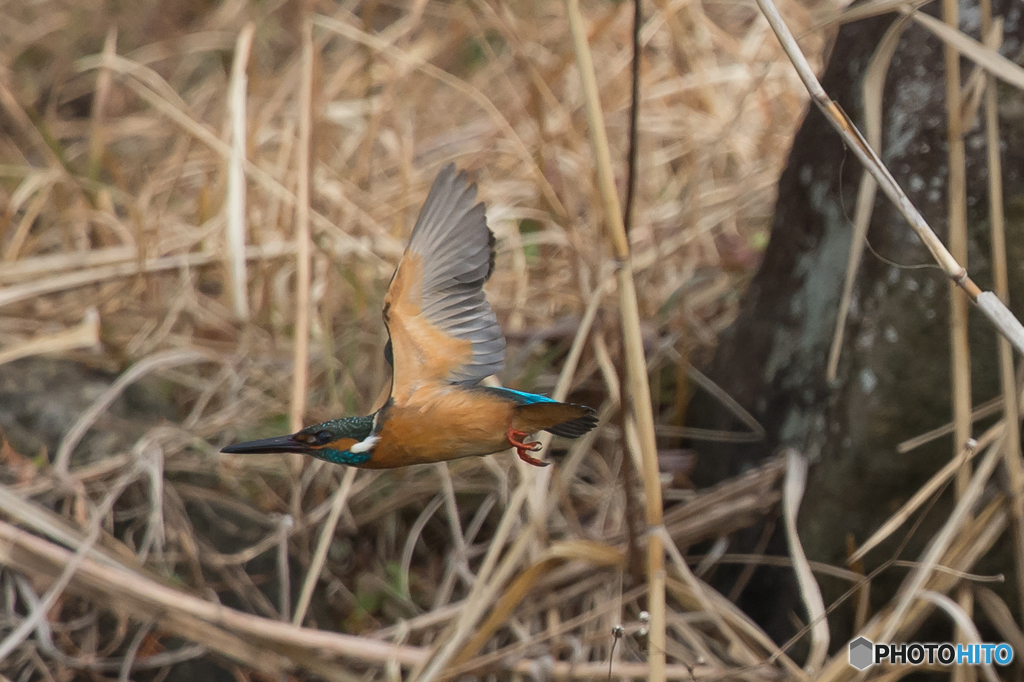 翡翠日和（２）