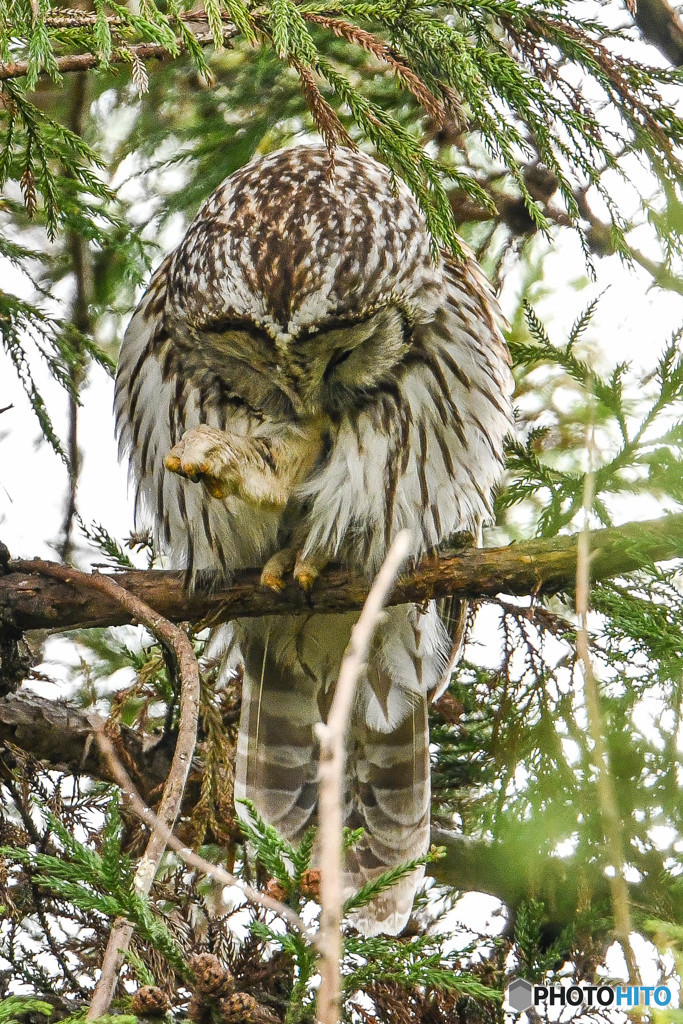 杜の人（フクロウ）（１）