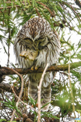 杜の人（フクロウ）（１）