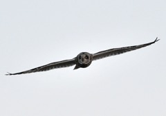 利根川堰堤　「コミミズク」（１）