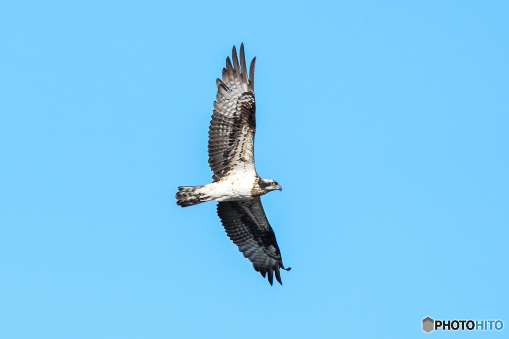 いつもの公園「冬空悠々」